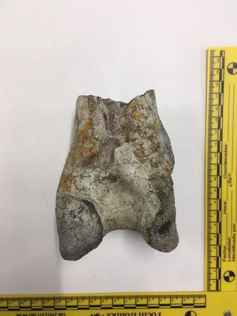 Se exhibe el fósil de un hueso de la pata