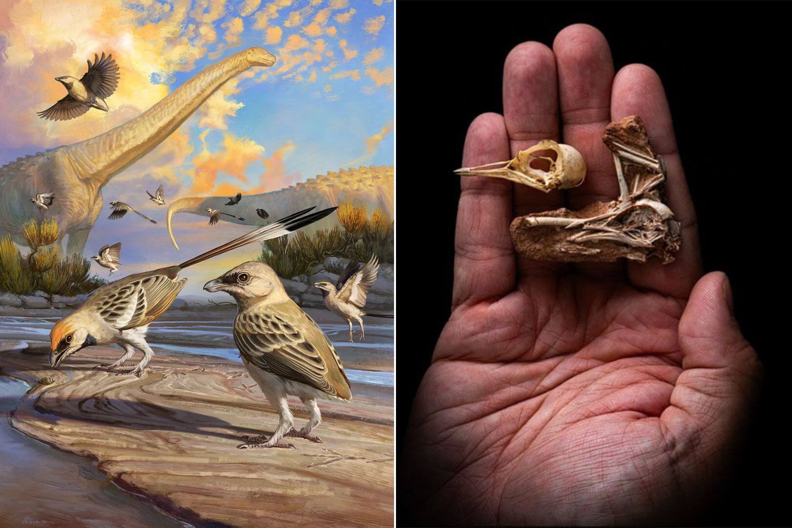 El fósil de ave que revela el misterio de la inteligencia de las aves modernas