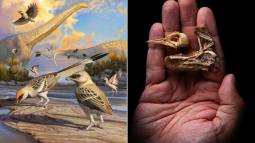 El fósil de ave que revela el misterio de la inteligencia de las aves modernas