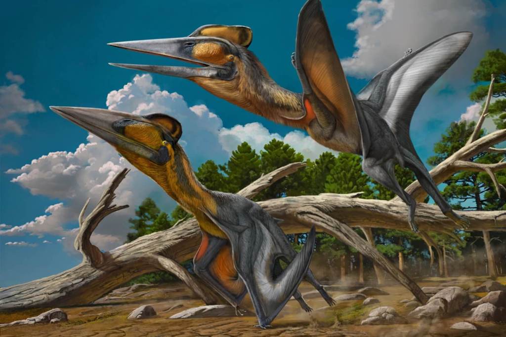 Nipponopterus mifunensis