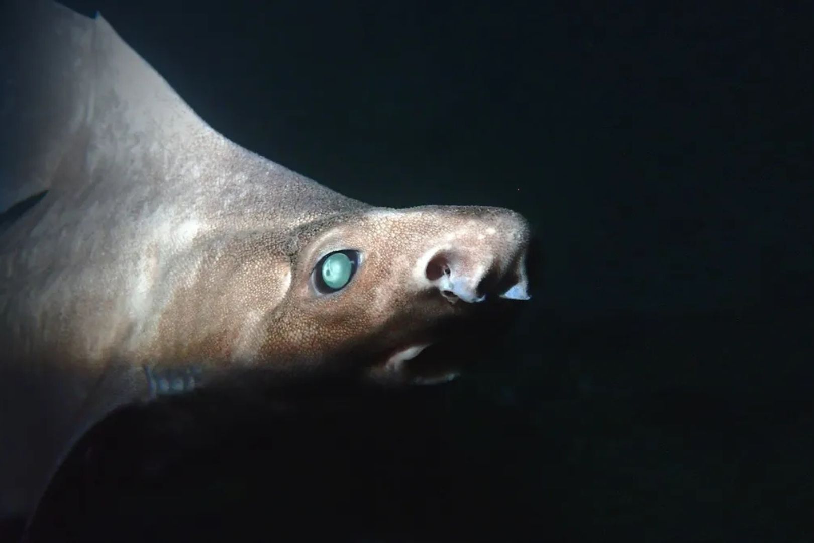 Un tiburón blanco en Albania revela una peculiar condición genética poco conocida. Foto: Andrej Gajić/Explorers Club Expedition