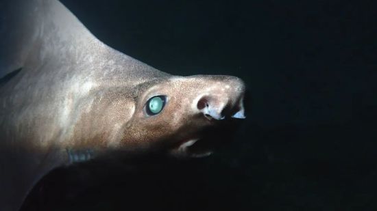 Un tiburón blanco en Albania revela una peculiar condición genética poco conocida. Foto: Andrej Gajić/Explorers Club Expedition