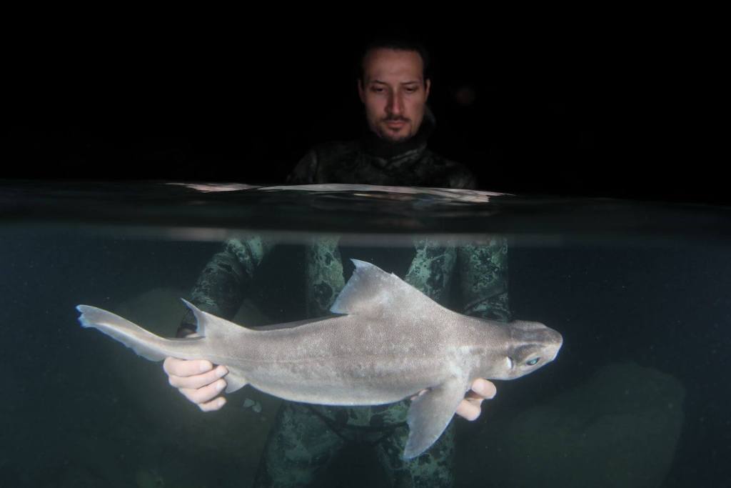 Un tiburón blanco en Albania revela una peculiar condición genética poco conocida