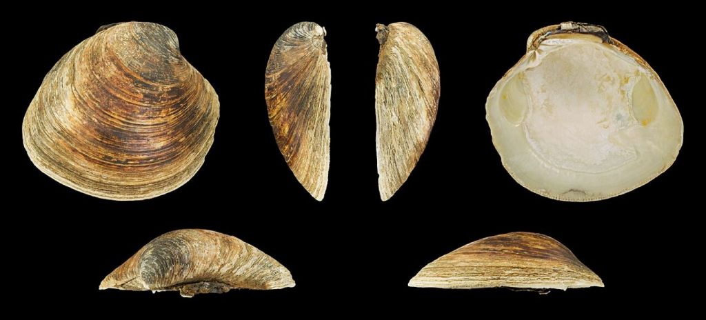 Interior y exterior de una valva de Arctica islandica