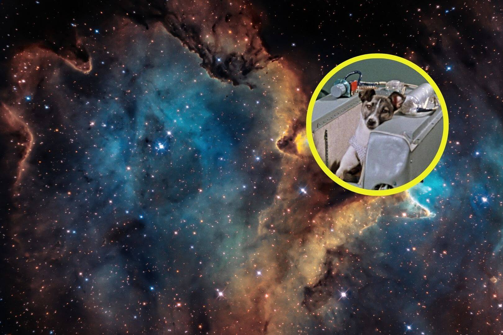 La sorprendente misión que convirtió a una perra en la primera habitante de las estrellas