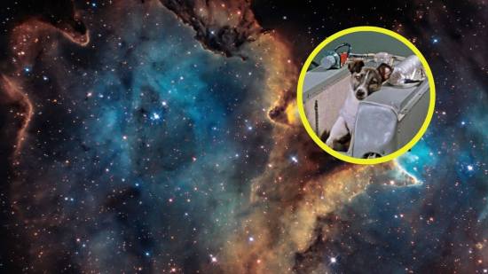 La sorprendente misión que convirtió a una perra en la primera habitante de las estrellas