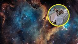 La sorprendente misión que convirtió a una perra en la primera habitante de las estrellas