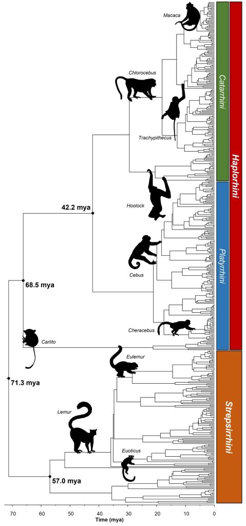 El mapa evolutivo más completo de los primates