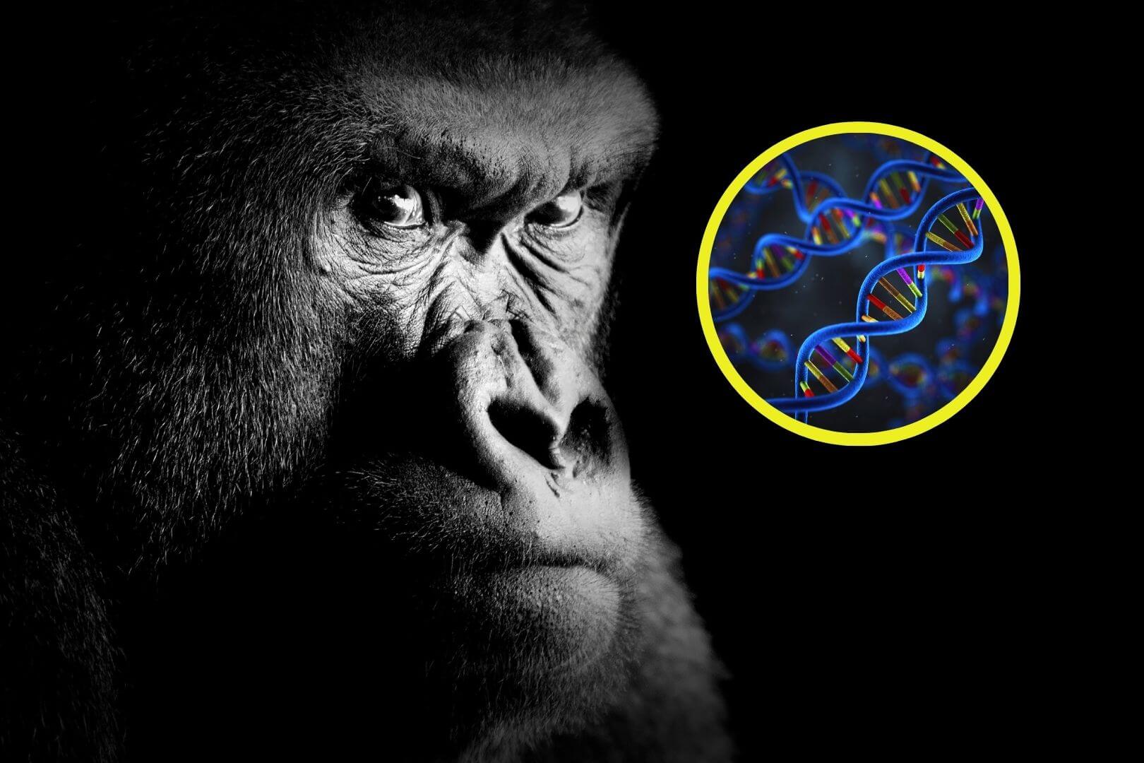 Reconstruyen la evolución completa de los primates con un hallazgo revolucionario