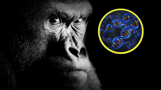 Reconstruyen la evolución completa de los primates con un hallazgo revolucionario