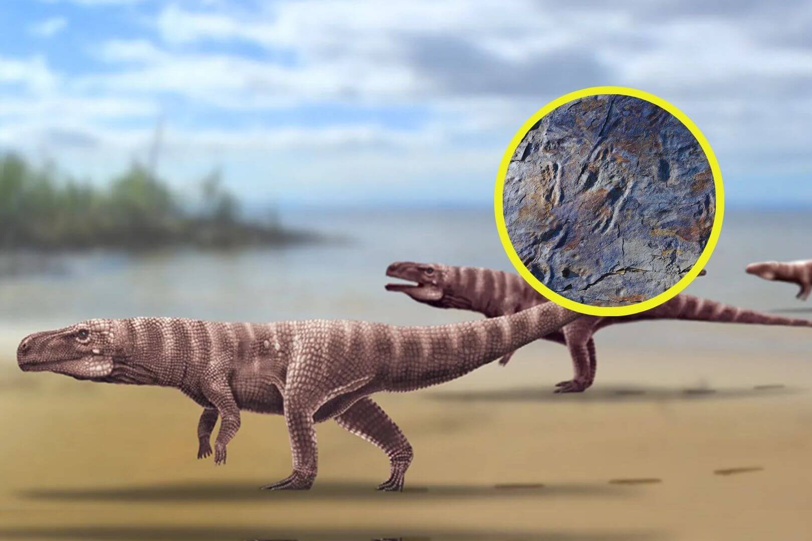 Ilustración del cocodrilo bípedo prehistórico Batrachopus grandis caminando erguido sobre dos patas en su entorno natural