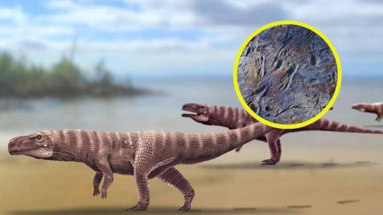 Ilustración del cocodrilo bípedo prehistórico Batrachopus grandis caminando erguido sobre dos patas en su entorno natural