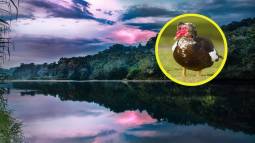 Descubren que los antiguos amazónicos criaban patos y cultivaban maíz hace 1.000 años