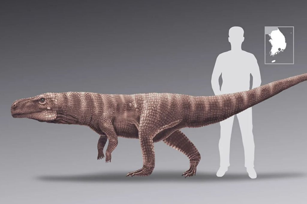 Comparación de tamaño entre un ser humano y el cocodrilo bípedo prehistórico Batrachopus grandis