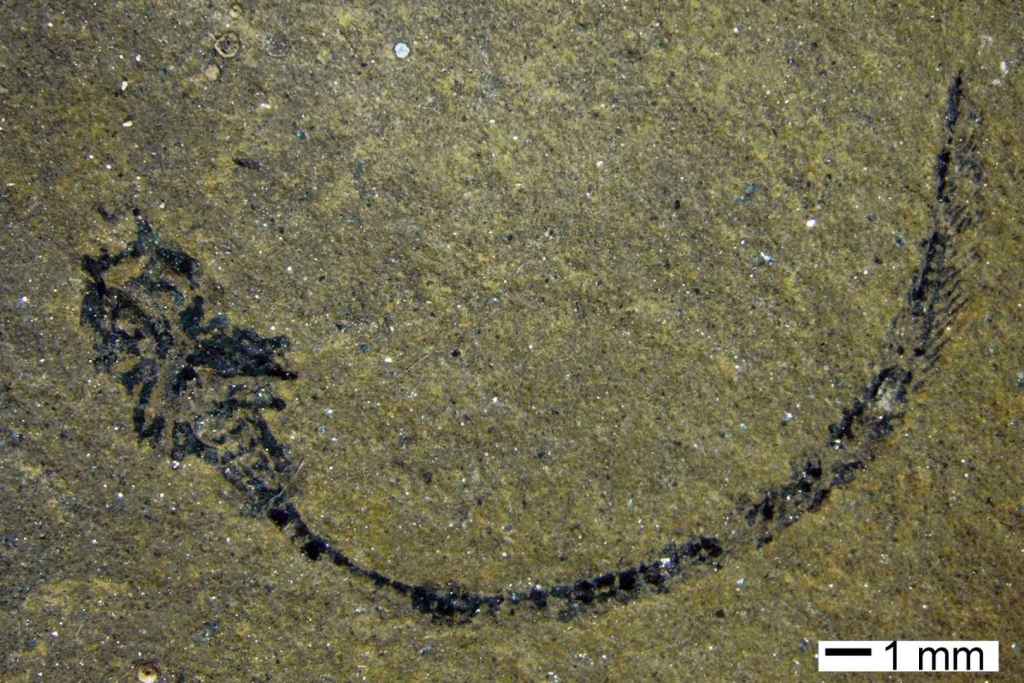 Los especímenes de Palaeospondylus gunni se encontraron completamente aplastados
