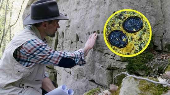 Descubren en Nueva Zelanda fósiles de insectos intactos en una hoja de hace 15 millones de años