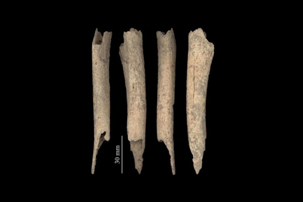 La mandíbula y el hueso de la pierna de un perro