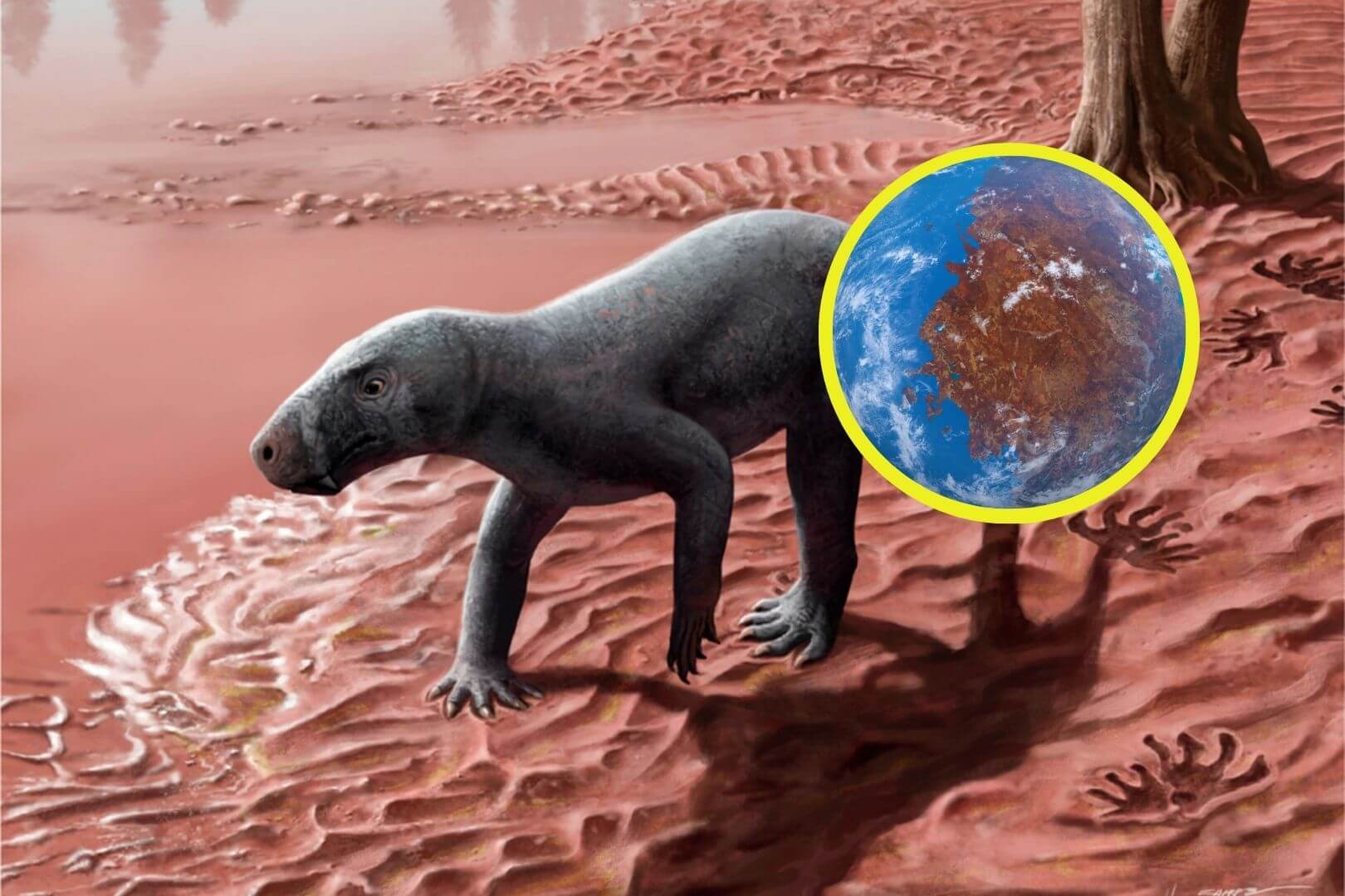 Fósil de 270 millones de años en Mallorca revoluciona la evolución de los mamíferos