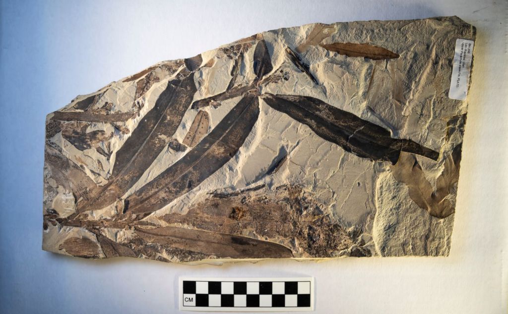 Fósil de Othniophyton elongatum