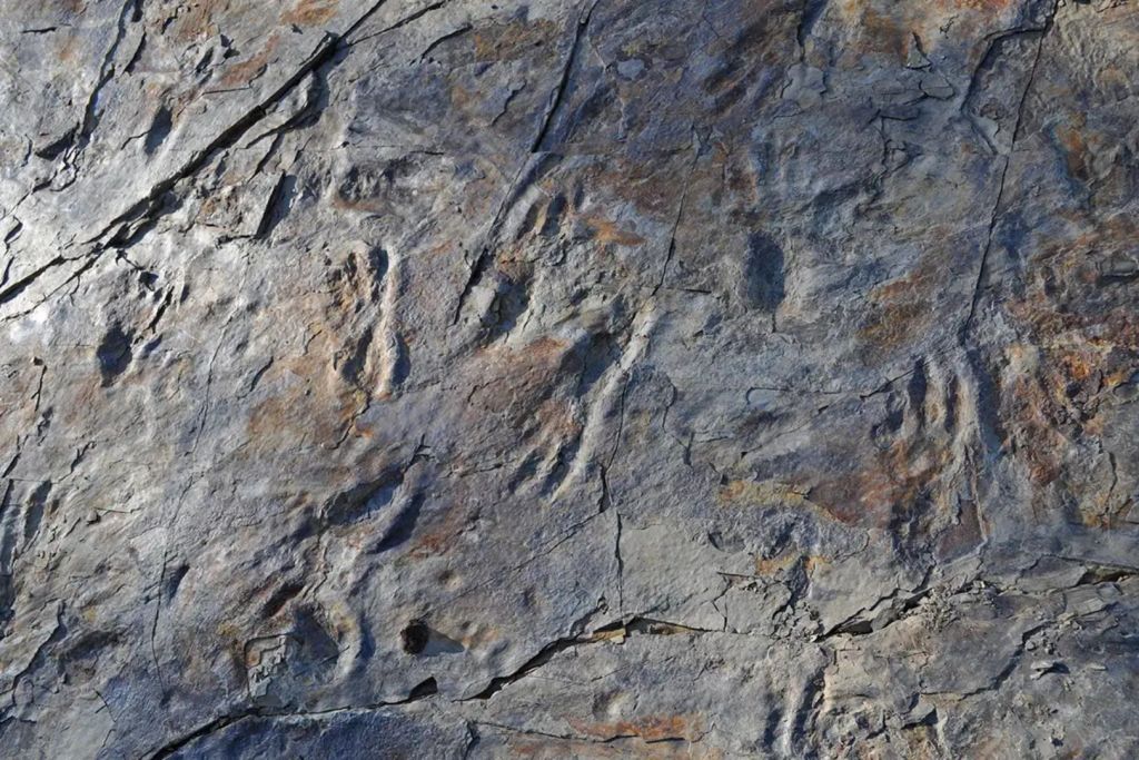 Imagen de las huellas fósiles de Batrachopus grandis encontradas en Corea del Sur, que confirman su locomoción bipedal