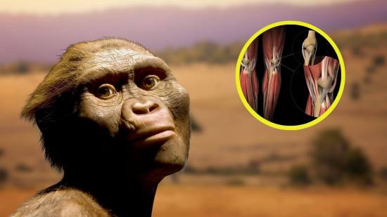 El secreto detrás de la lenta carrera de nuestros ancestros