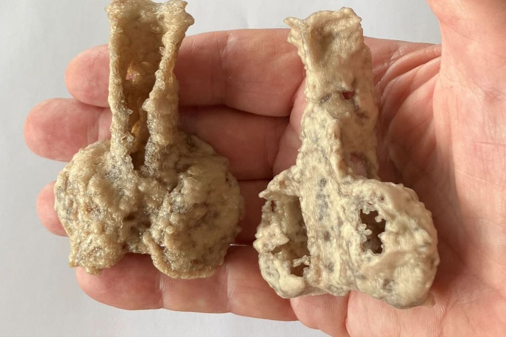 A partir del hallazgo en el centro de Australia, se generaron modelos tridimensionales del diminuto neurocráneo para su estudio detallado