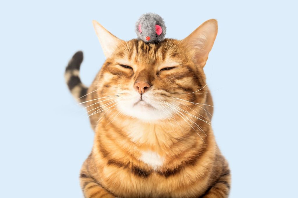 Gato rayado marrón con un juguete en la cabeza, mostrando una expresión relajada