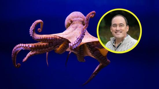 La inteligencia y habilidades de los pulpos plantean preguntas fascinantes sobre el futuro de la evolución
