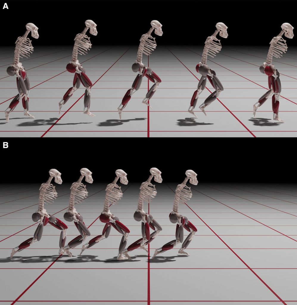 Imágenes que muestran las simulaciones de la zancada más rápida de Australopithecus afarensis
