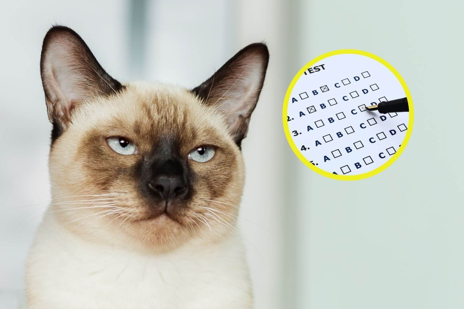 Gato siamés con expresión seria y un test psicométrico en fondo circular