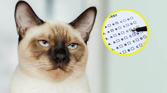 Gato siamés con expresión seria y un test psicométrico en fondo circular