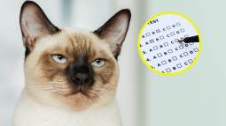 Gato siamés con expresión seria y un test psicométrico en fondo circular