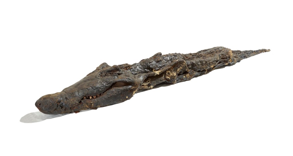 Momia egipcia de un cocodrilo