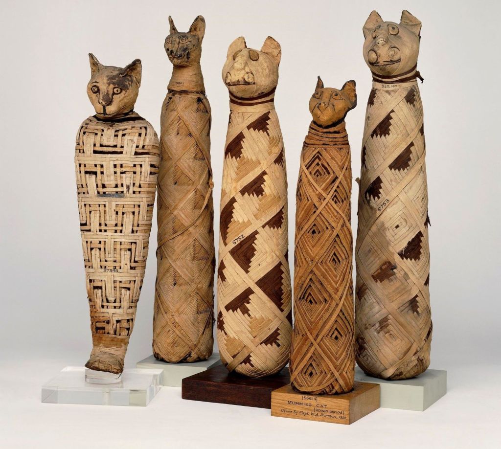 Cinco momias de gatos