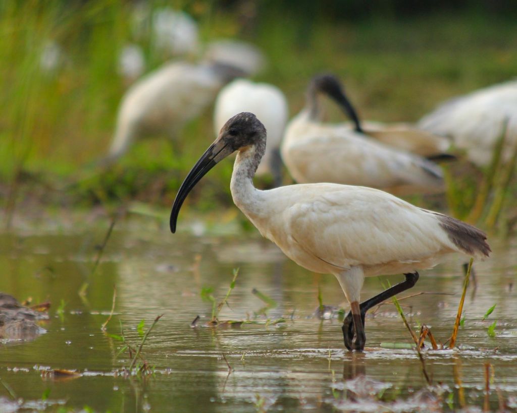 Un grupo de ibis en el agua