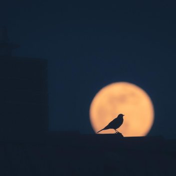 Luna como satélite de leyendas