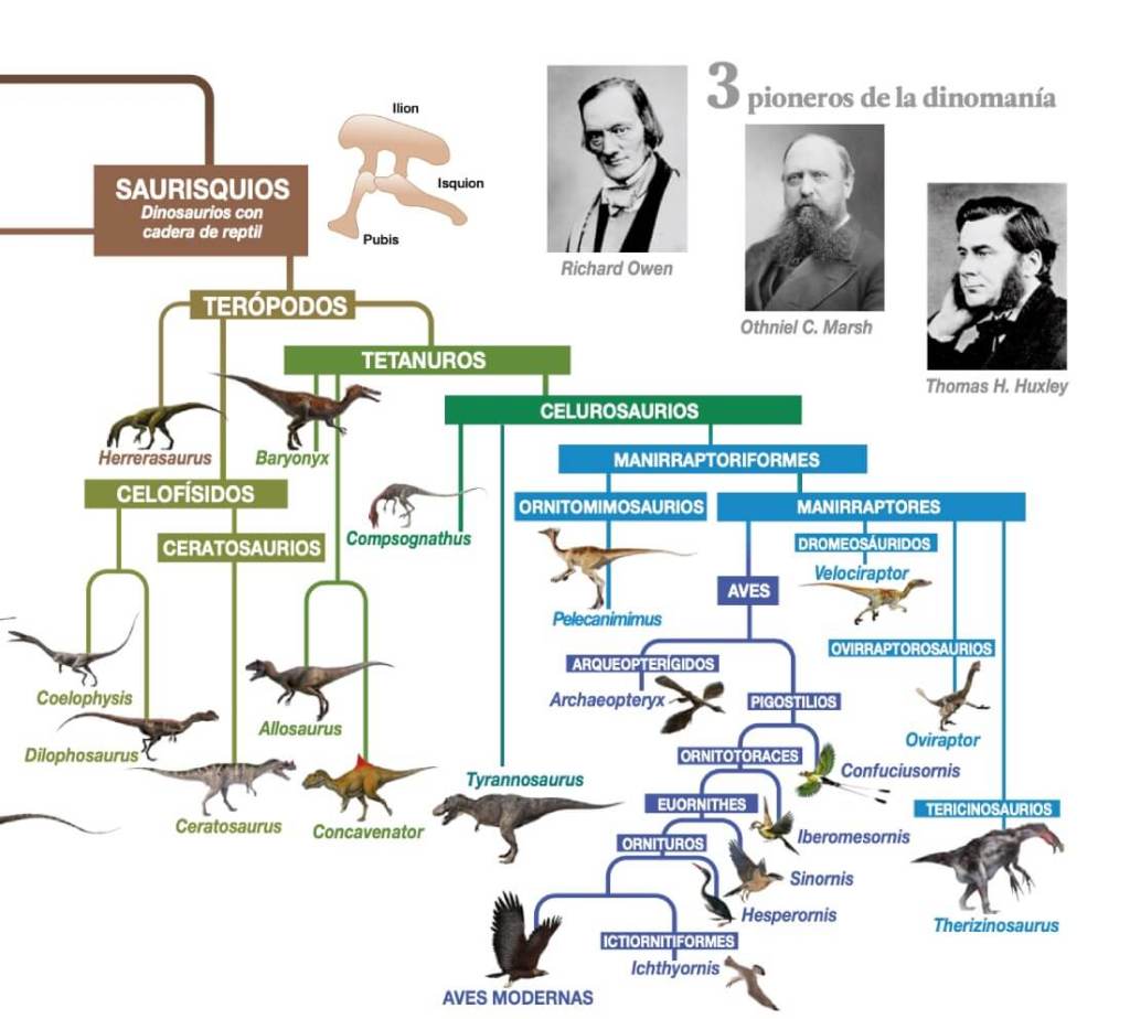 De los lagartos terribles a las aves: un viaje por la evolución de los dinosaurios