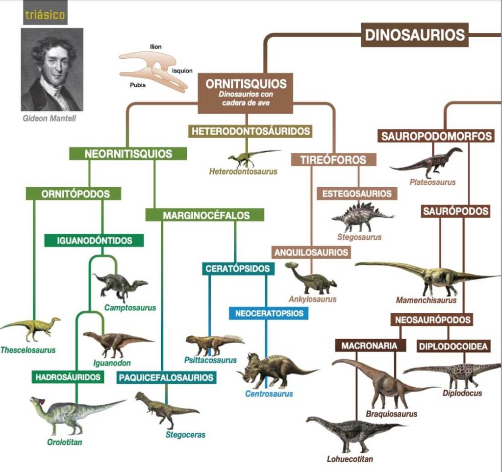 De Los Lagartos Terribles A Las Aves, Un Viaje Por La Evolución De Los Dinosaurios.