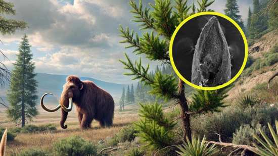 Identifican un árbol fósil en La Brea que sobrevivió megasequías y desapareció con el cambio climático