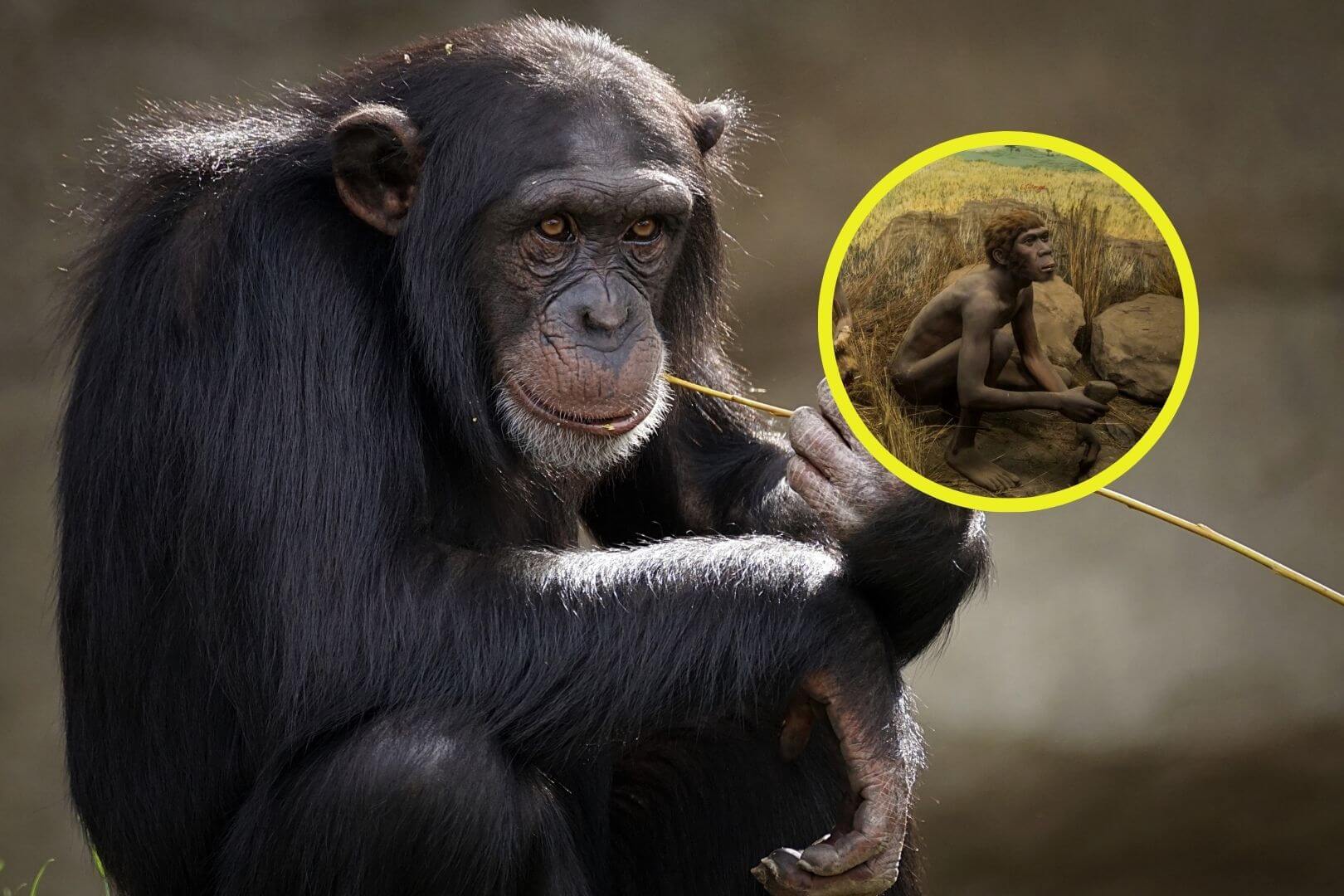 Descubren que chimpancés y ancestros humanos compartían técnicas para elegir herramientas de piedra