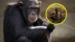 Descubren que chimpancés y ancestros humanos compartían técnicas para elegir herramientas de piedra