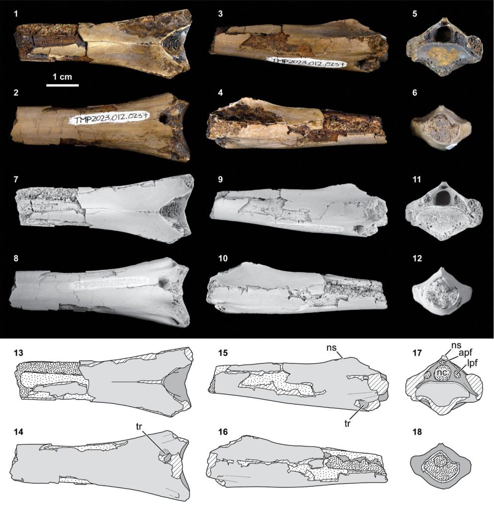Este hallazgo representa la primera evidencia en América del Norte de que los cocodrilos prehistóricos se alimentaban de manera oportunista de pterosaurios azdárquidos