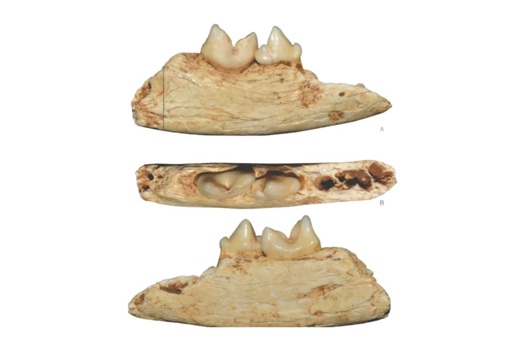 Los fósiles descubiertos en una cueva de China han permitido identificar a Prionailurus kurteni, una especie de felino desconocida hasta ahora