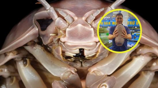 Hallan una criatura de las profundidades cuyo tamaño y forma te sorprenderán