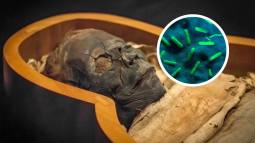 Descubren ADN de peste negra en una momia egipcia de 3.300 años