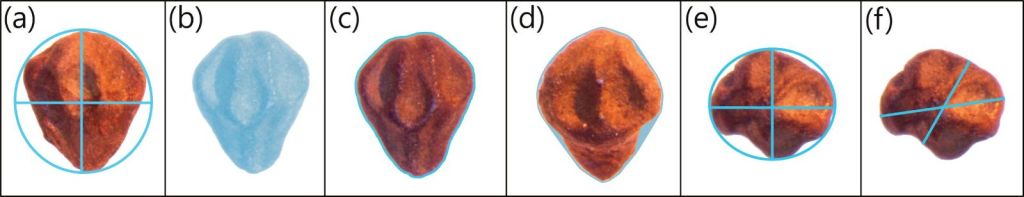 Ilustración de las mediciones morfológicas utilizadas para analizar las semillas de enebro