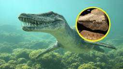 El depredador de dientes de sierra que podría no haber existido nunca