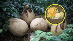 Hallazgo revela el origen oculto de los dinosaurios en Gondwana hace más de 230 millones de años