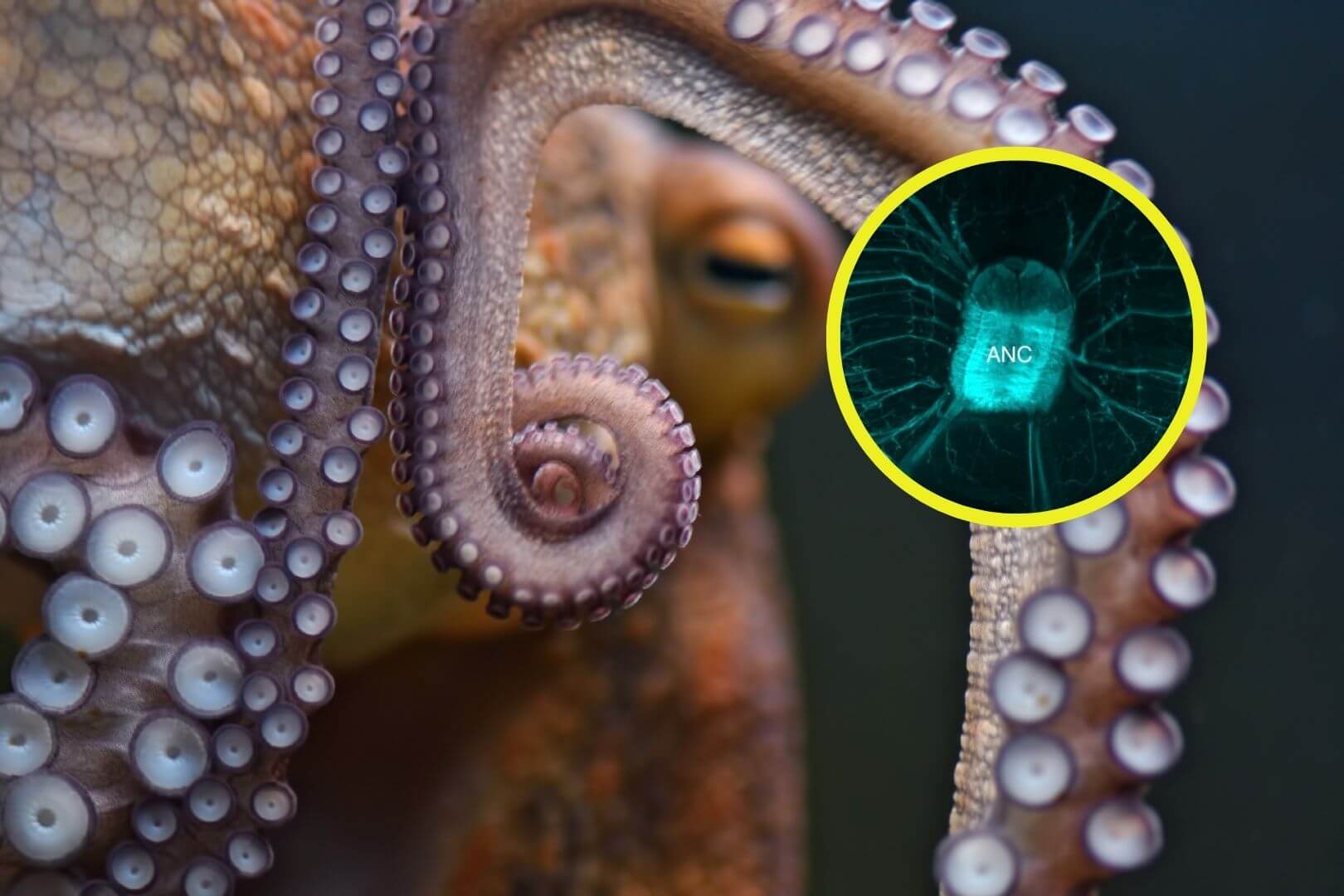 Descubren cómo los pulpos controlan cada brazo como si tuviera su propio cerebro