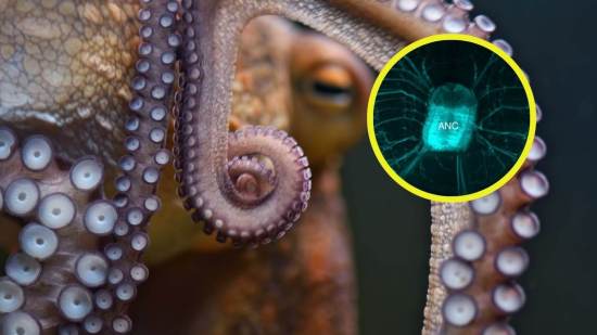 Descubren cómo los pulpos controlan cada brazo como si tuviera su propio cerebro